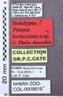Etikett zu Melanotus werneri (Platia & Schimmel, 2001)